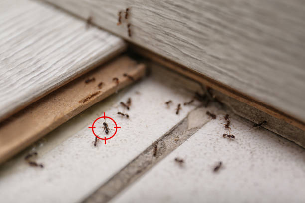Best Cockroach Control Services  in Old Miakka, FL