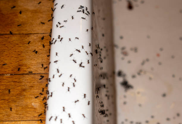 Best Cockroach Control Services  in Old Miakka, FL