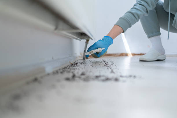 Best Affordable Pest Control Services  in Old Miakka, FL